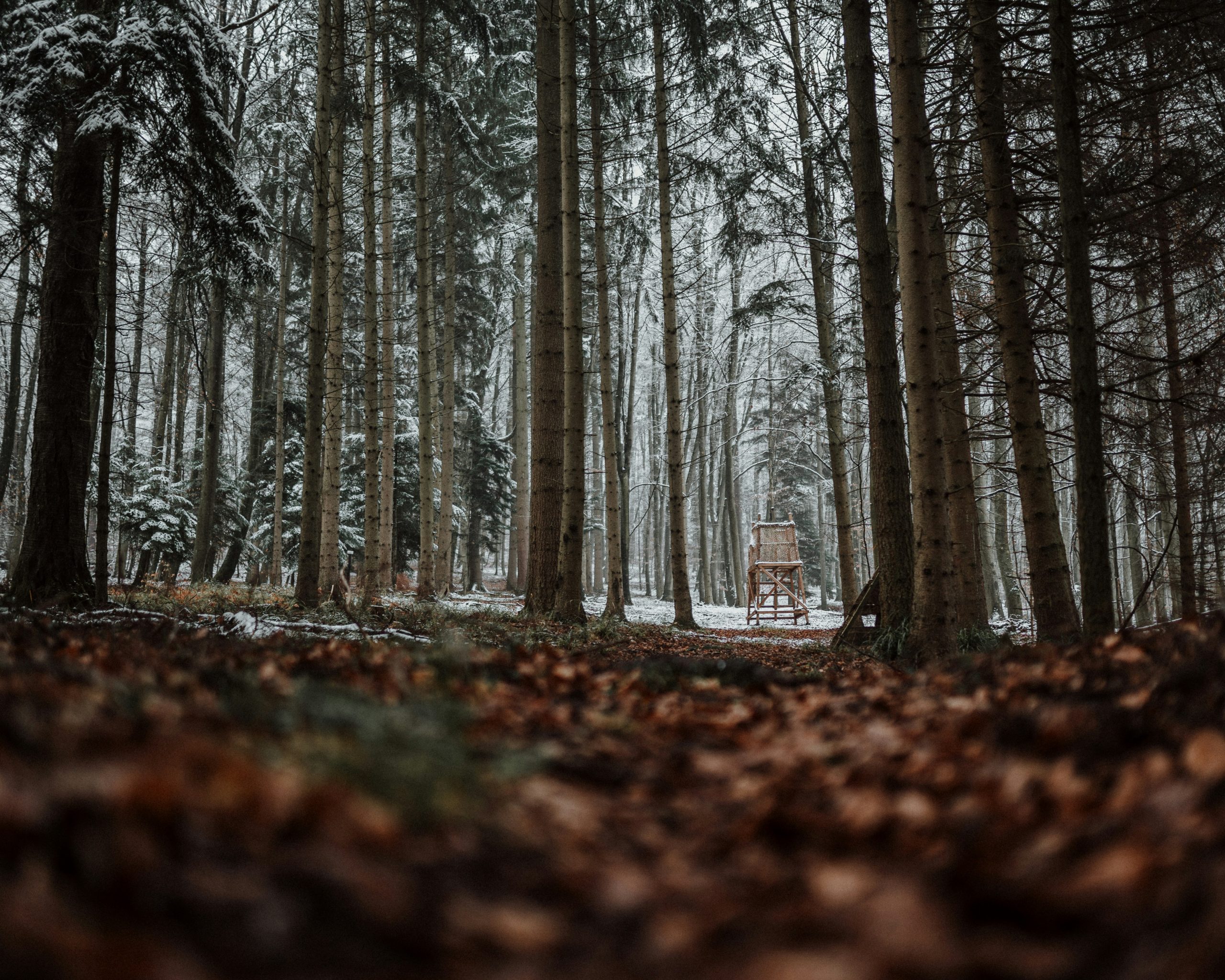 Wald in der Eifel