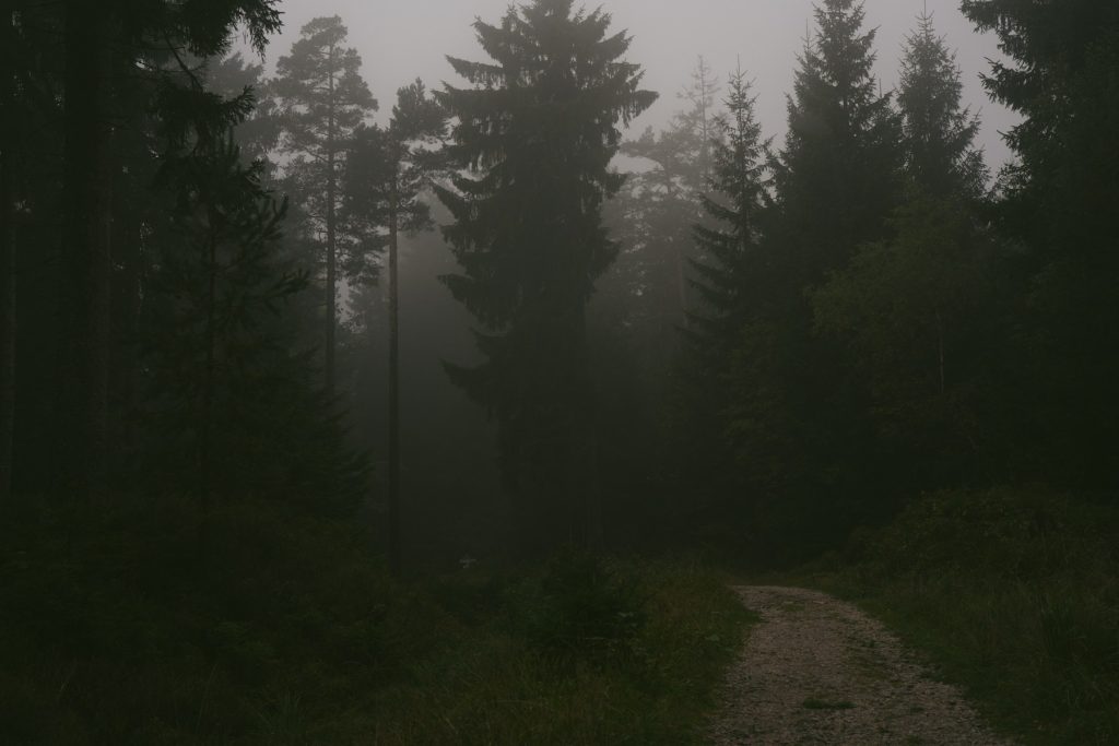 nebliger Waldweg