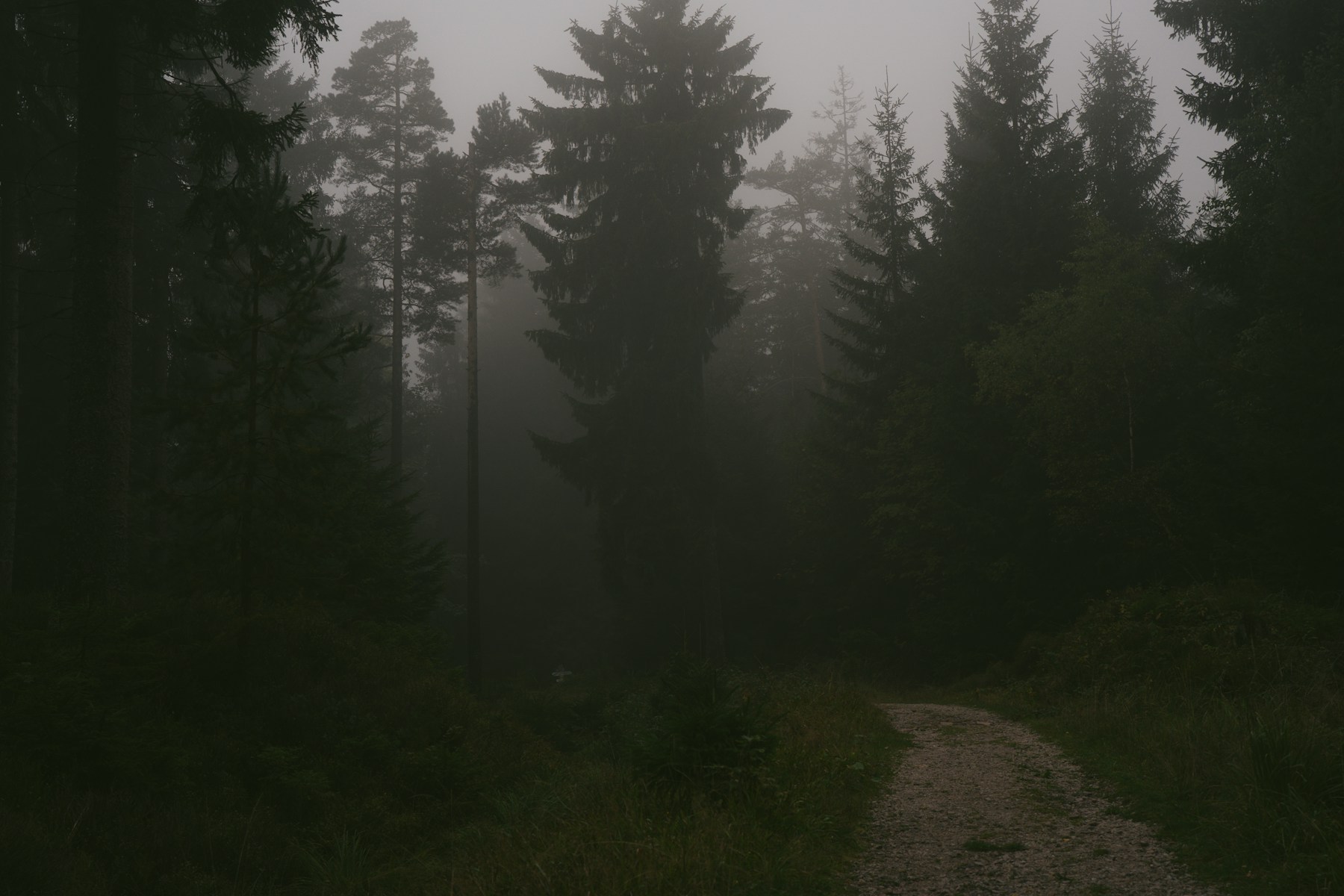 nebliger Waldweg